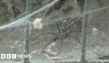Spider mating season may mean increase in sightings