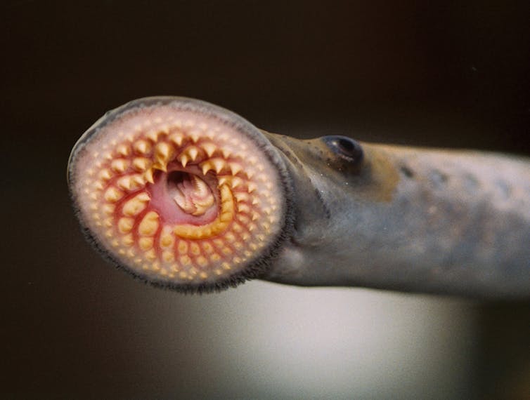 The mouth of a sea lamprey