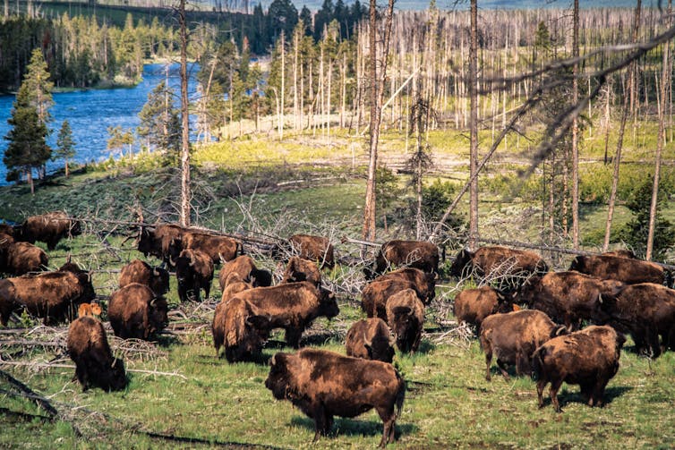 A group of very large animals stand in a grassy area surrounded by tree trunks.