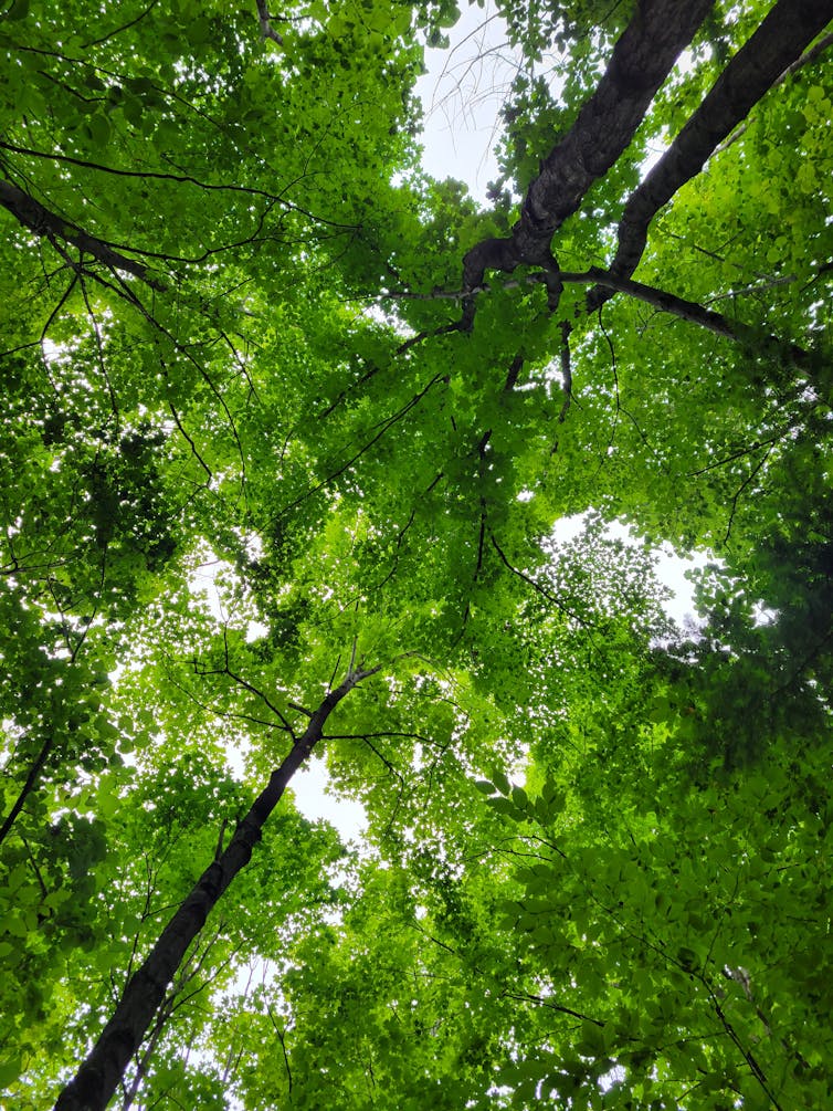 a canopy of maple trees