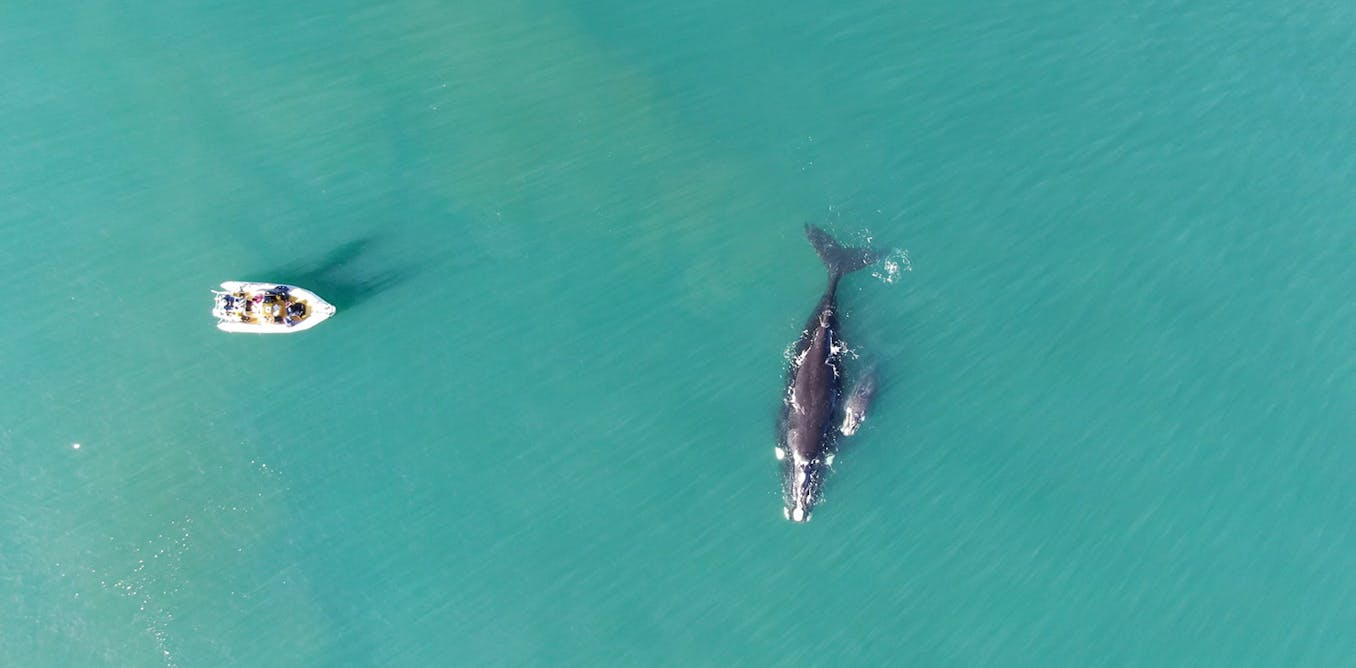 what this says about ocean health