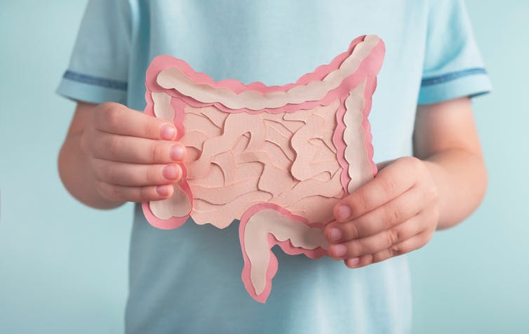 A person holding a paper model of a gut in front of their body.