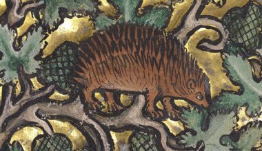 The medieval folklore of Britain’s endangered wildlife ‘omens’ – from hedgehogs to nightjars
