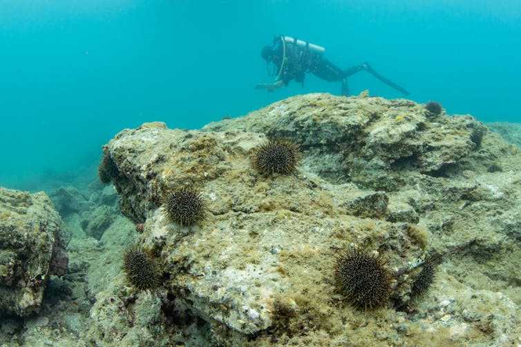 A diver exploring barren rocky reefs with kina