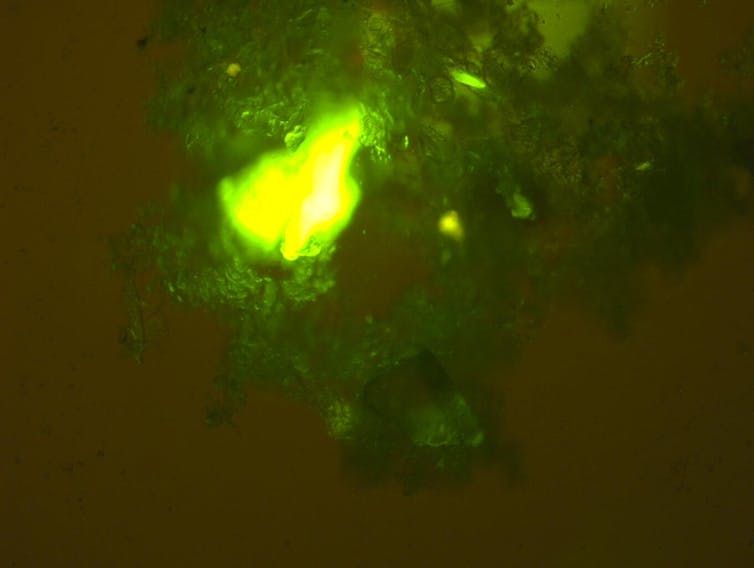 bright yellow green flourescent particles of microplastic within clump of marine snow substance on brown background