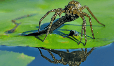 Fish-Hunting Spiders Are Found On Every Continent But Antarctica, And Include Some Of The Rarest In The World