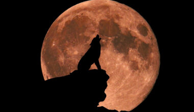 Does The Full Moon Really Affect Our Sleep? Here's The Science : ScienceAlert