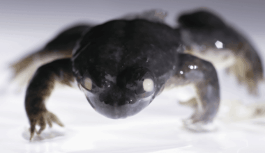 These “Gastric-Brooding” Frogs Are Totally Unique, Incubating Eggs In Their Stomach And Giving “Birth” Through Their Mouths