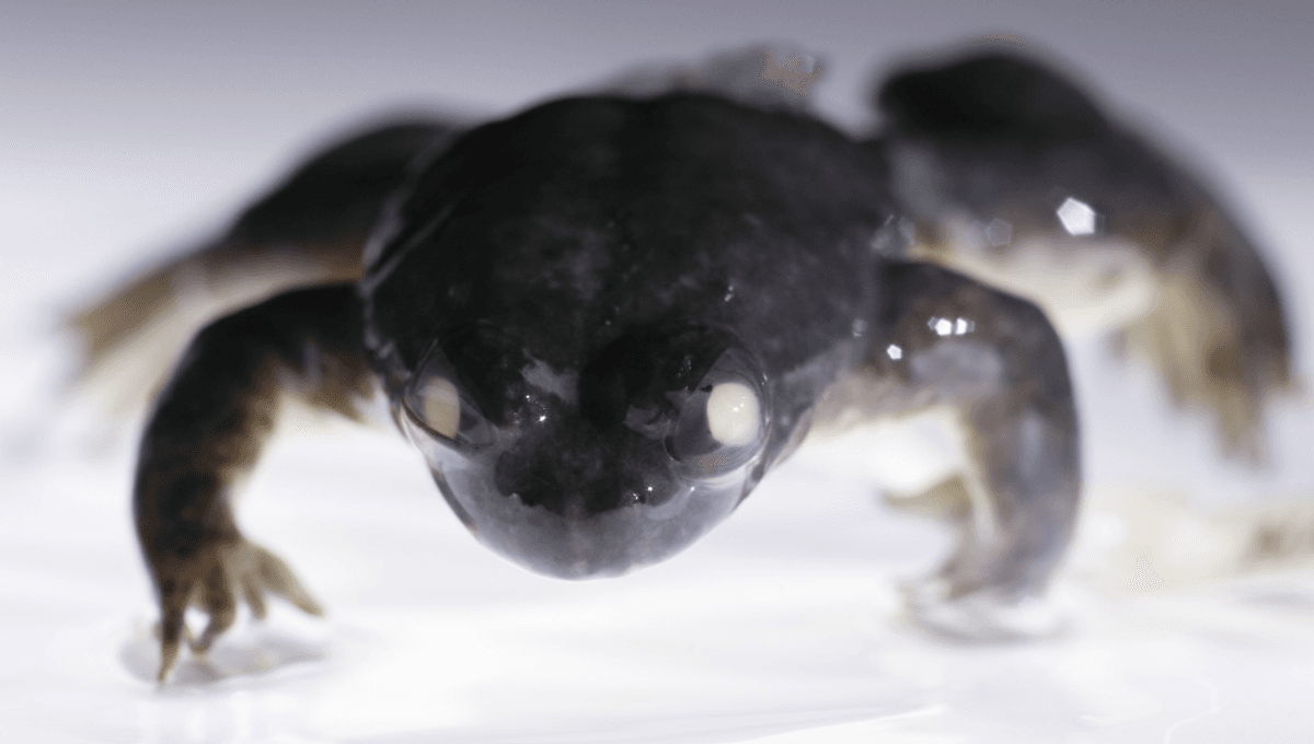 These “Gastric-Brooding” Frogs Are Totally Unique, Incubating Eggs In Their Stomach And Giving “Birth” Through Their Mouths