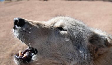 Future of wolf reintroduction in Colorado may be in jeopardy