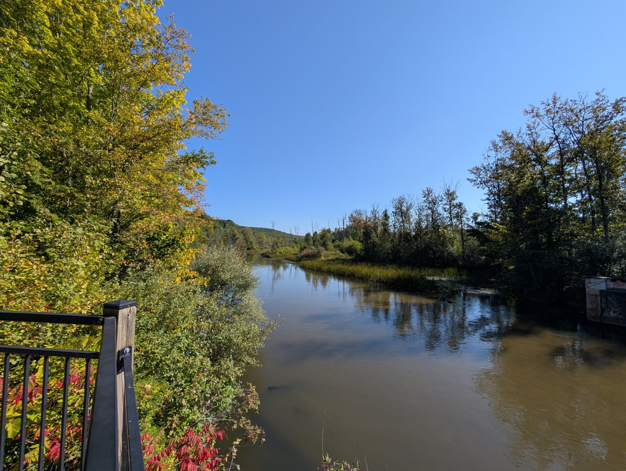 Photo of a stream surrounded by trees, taken with the Pixel 9 Pro.