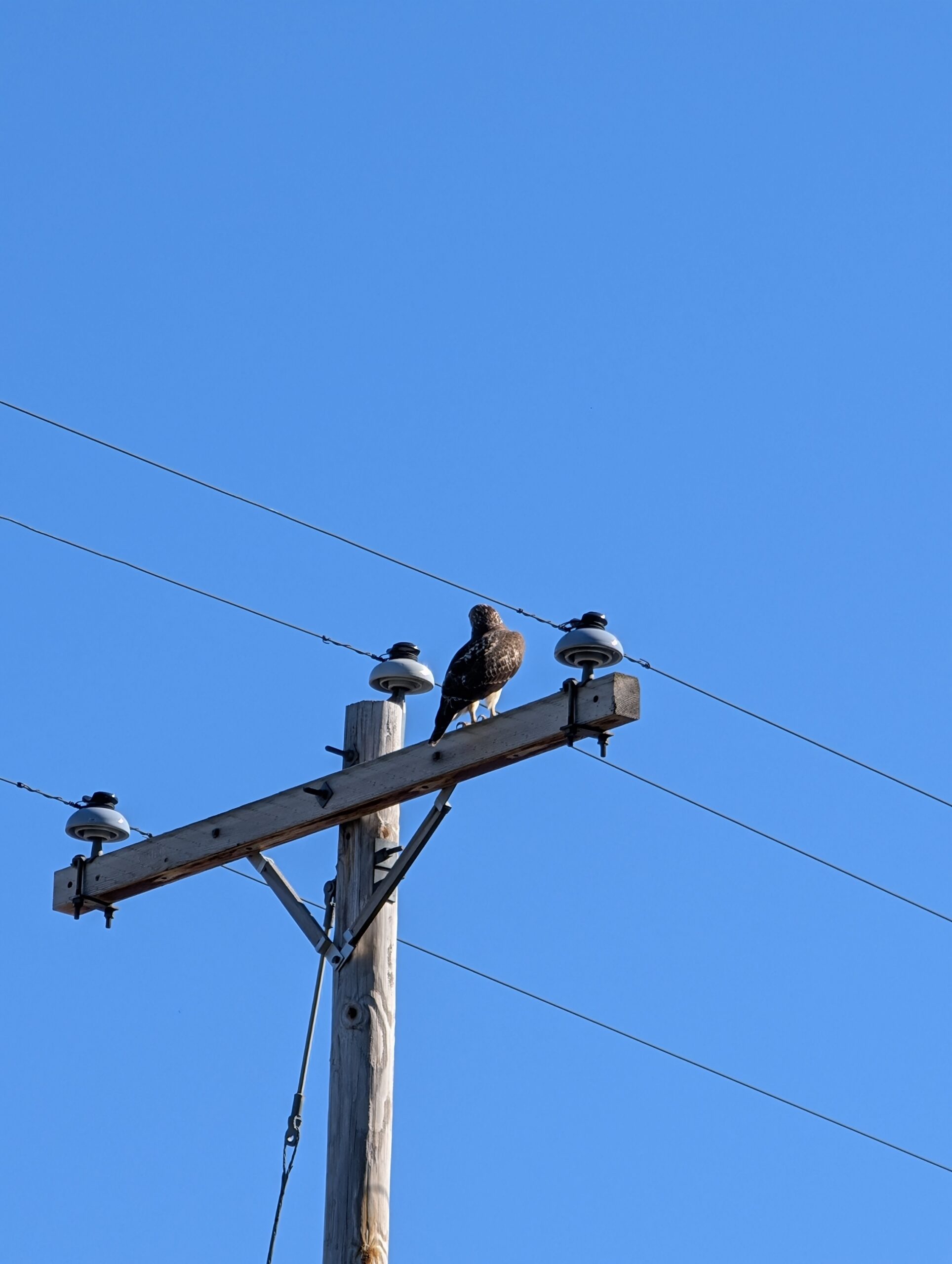 A photo of a hawk on a telephone pole, taken with the Pixel 9 Pro.