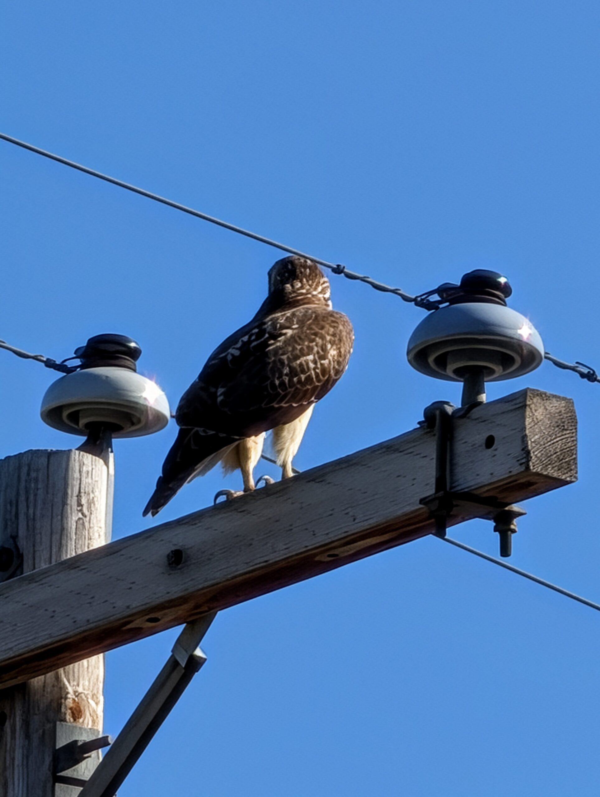 A photo of a hawk on a telephone pole, taken with the Pixel 10 Pro.
