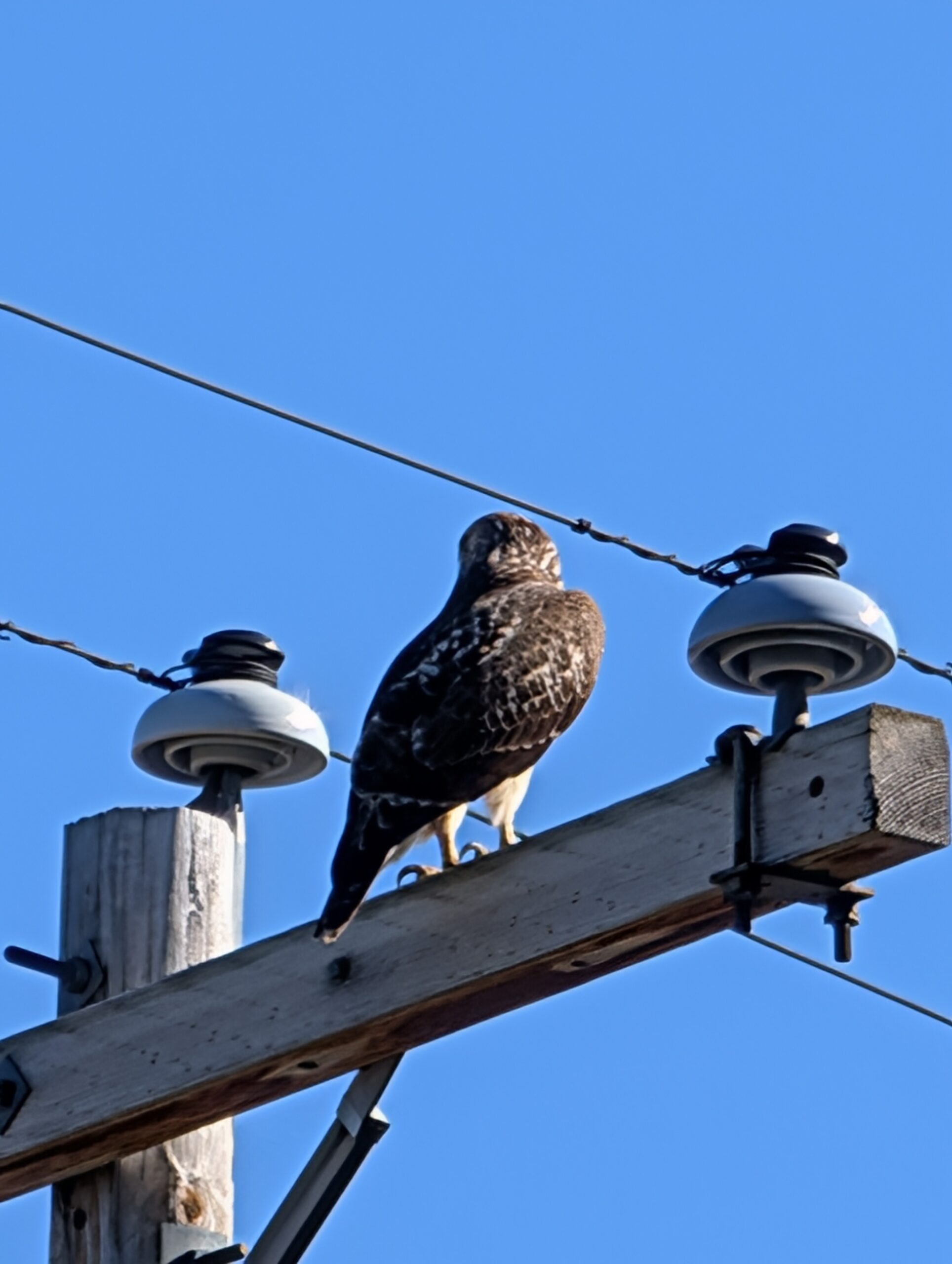 A photo of a hawk on a telephone pole, taken with the Pixel 9 Pro.