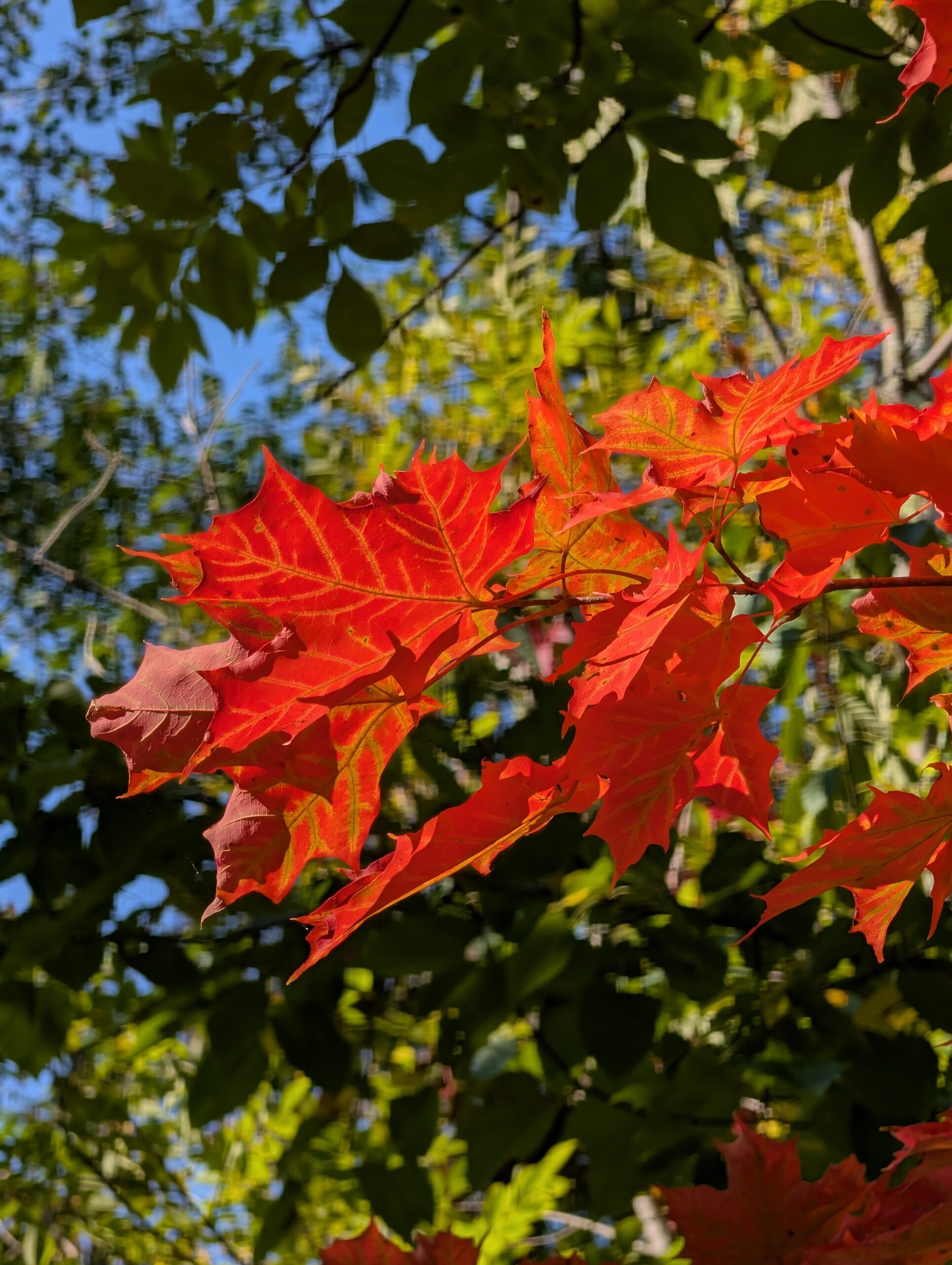 Picture of red and orange leaves, taken with the Pixel 10 Pro.