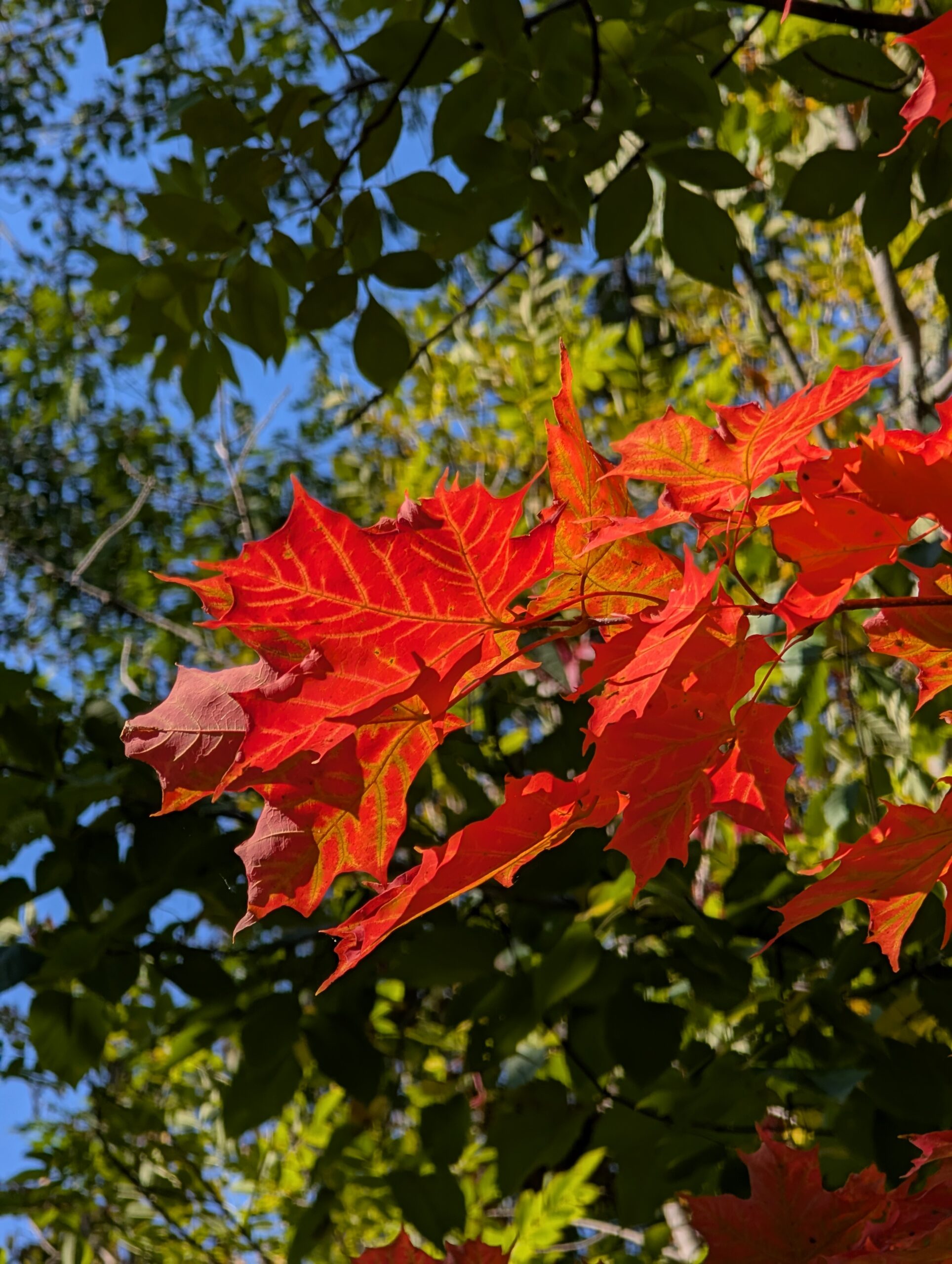 Picture of red and orange leaves, taken with the Pixel 9 Pro.