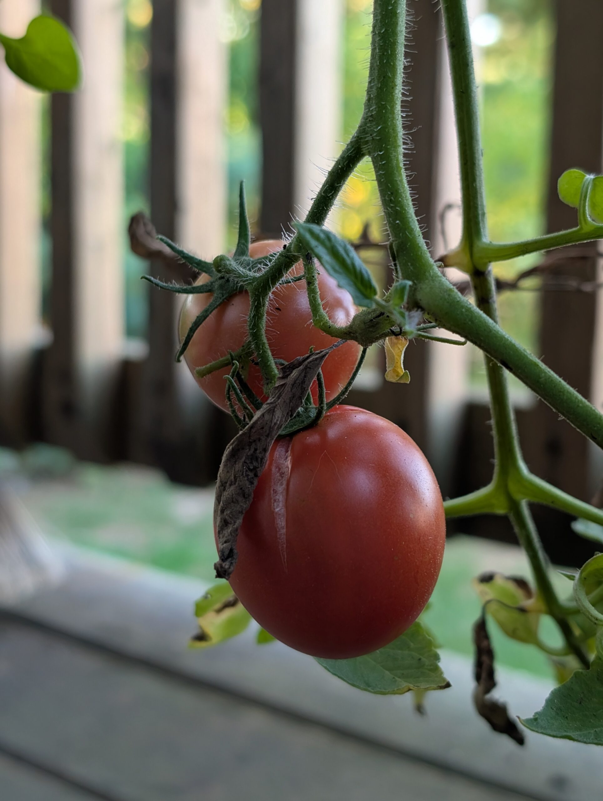 Photo of red tomatoes, taken by the Pixel 9 Pro.