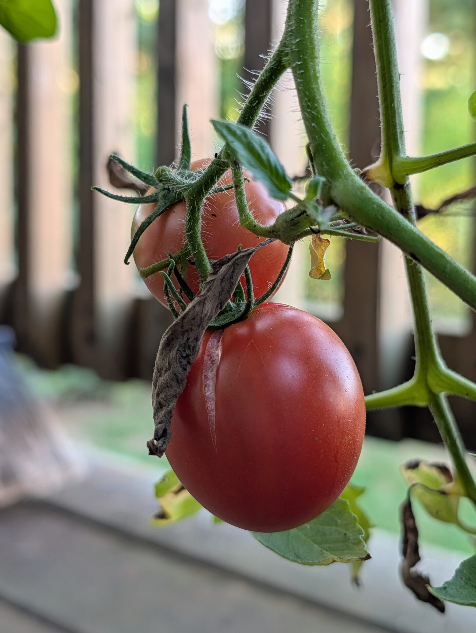 Photo of red tomatoes, taken by the Pixel 10 Pro.