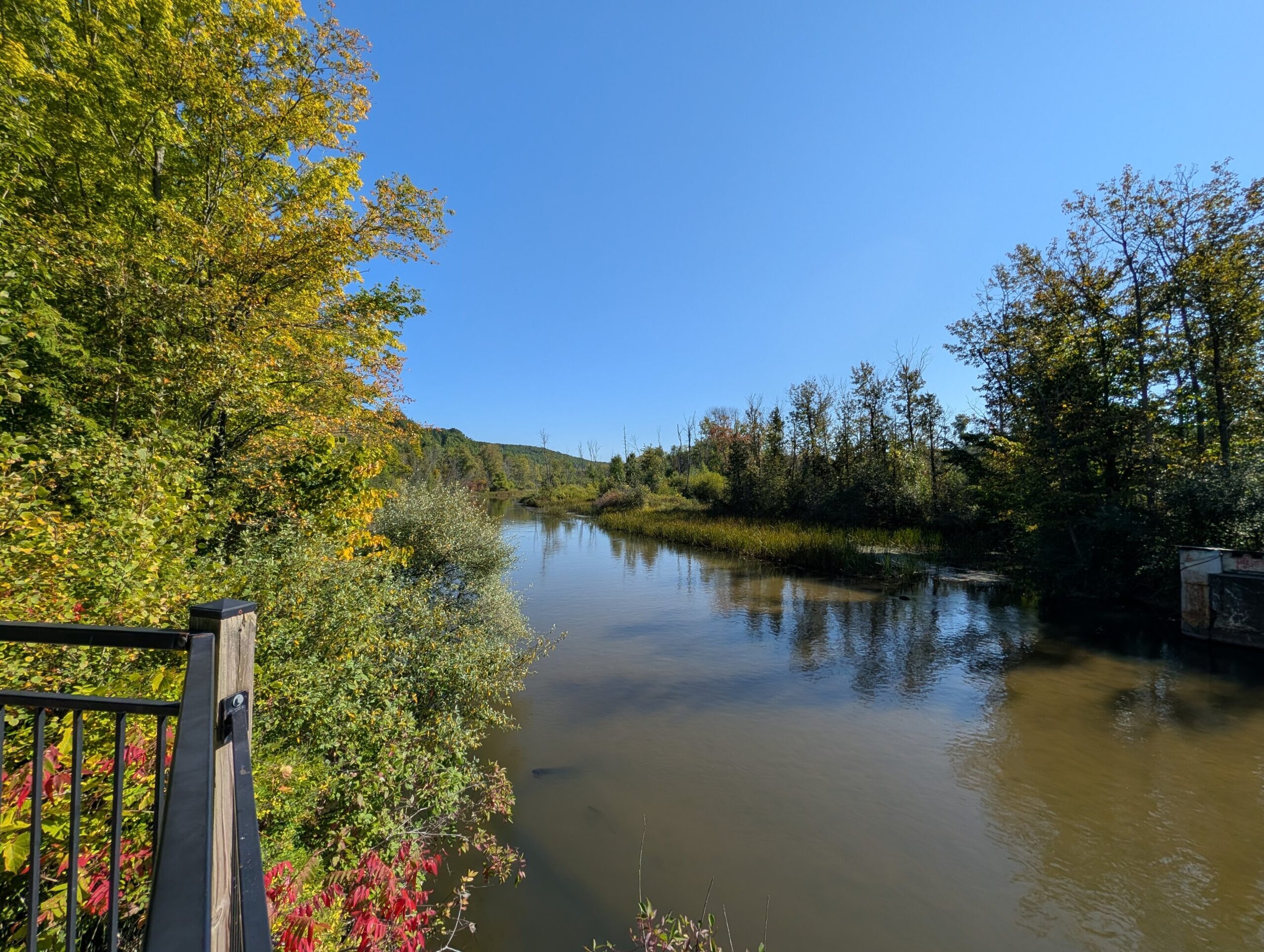 Photo of a stream surrounded by trees, taken with the Pixel 10 Pro.