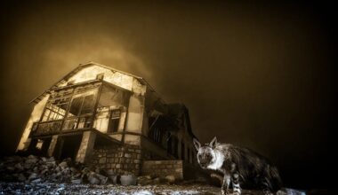 Wildlife Photographer of the year 2025 winners