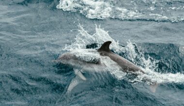 Tuesday Morning Topline: Harbor Porpoise Swims Up Napa River - SFist