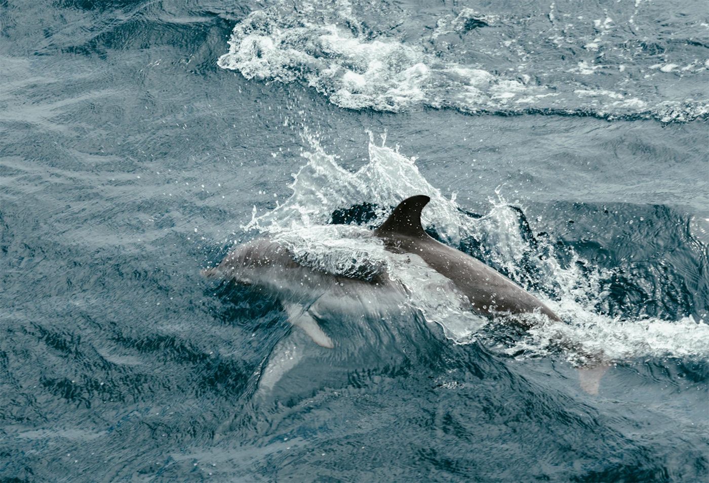 Tuesday Morning Topline: Harbor Porpoise Swims Up Napa River - SFist
