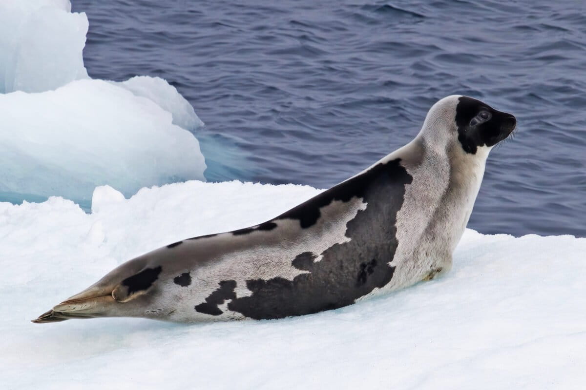 Arctic seals edge closer to extinction as sea ice vanishes