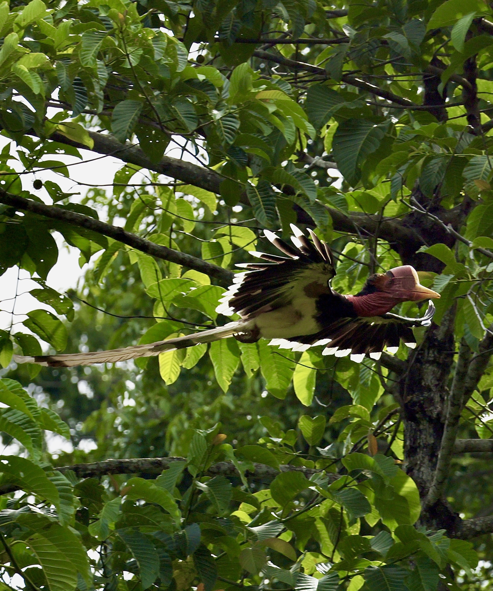 The helmeted hornbill, a Southeast Asian species, has gone from near-threatened to critically endangered in just three years due to the unsustainable trade in their casques. Conservationists are worried African species could face the same threat if proper protections aren't in place. 