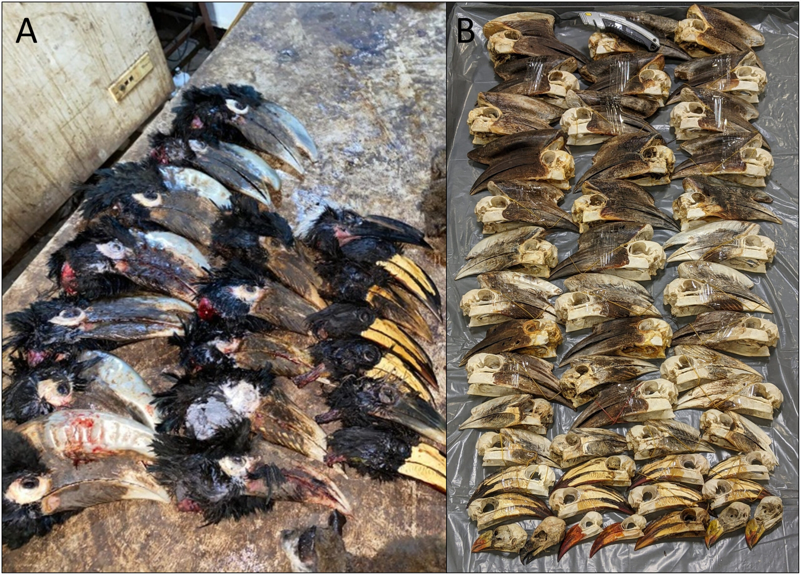 Hornbill heads originating from Cameroon seized by the USFWS. (Left) In November 2023, a professional wildlife trafficker purchased these hornbill heads, along with CITES-listed primates, from local hunters in Cameroon. (Right) In October 2023, forty-five African hornbill skulls arrived at JFK Airport, NY, USA, from Cameroon. Cameroon is emerging as a hotspot for the hornbill head sale.