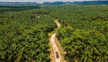 A truck carrying oil palm is stuck on a winding dirt road surrounded by dense oil palm plantation.