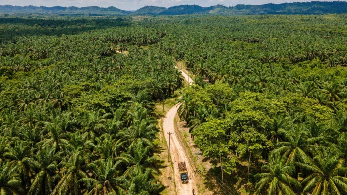 A truck carrying oil palm is stuck on a winding dirt road surrounded by dense oil palm plantation.