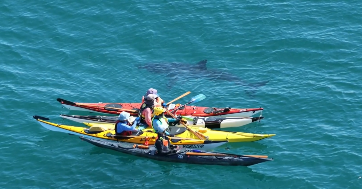 Kayakers have second close encounter with great white in four days