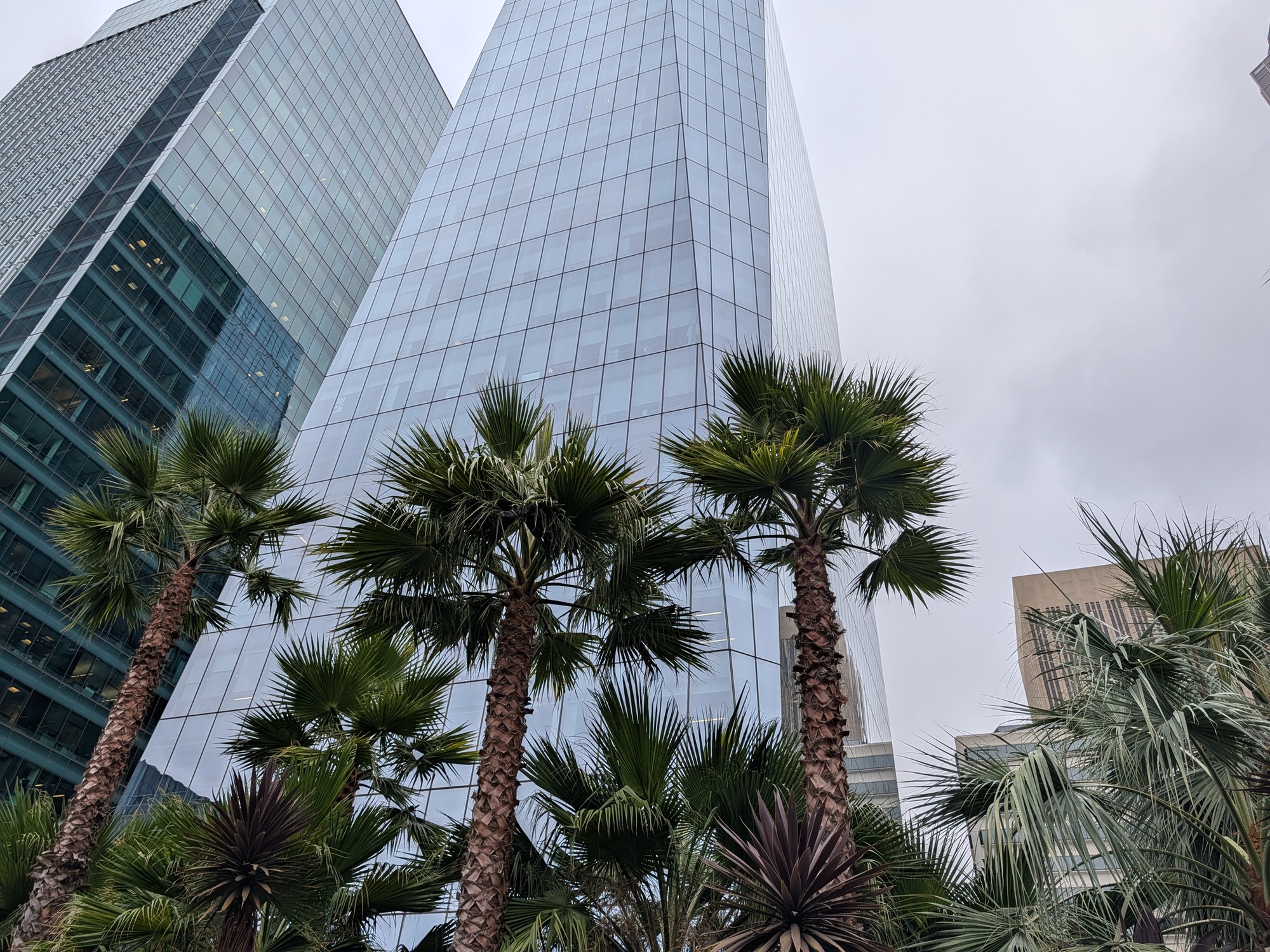 Palm Trees at salesforce park shot by Pixel 10 Pro