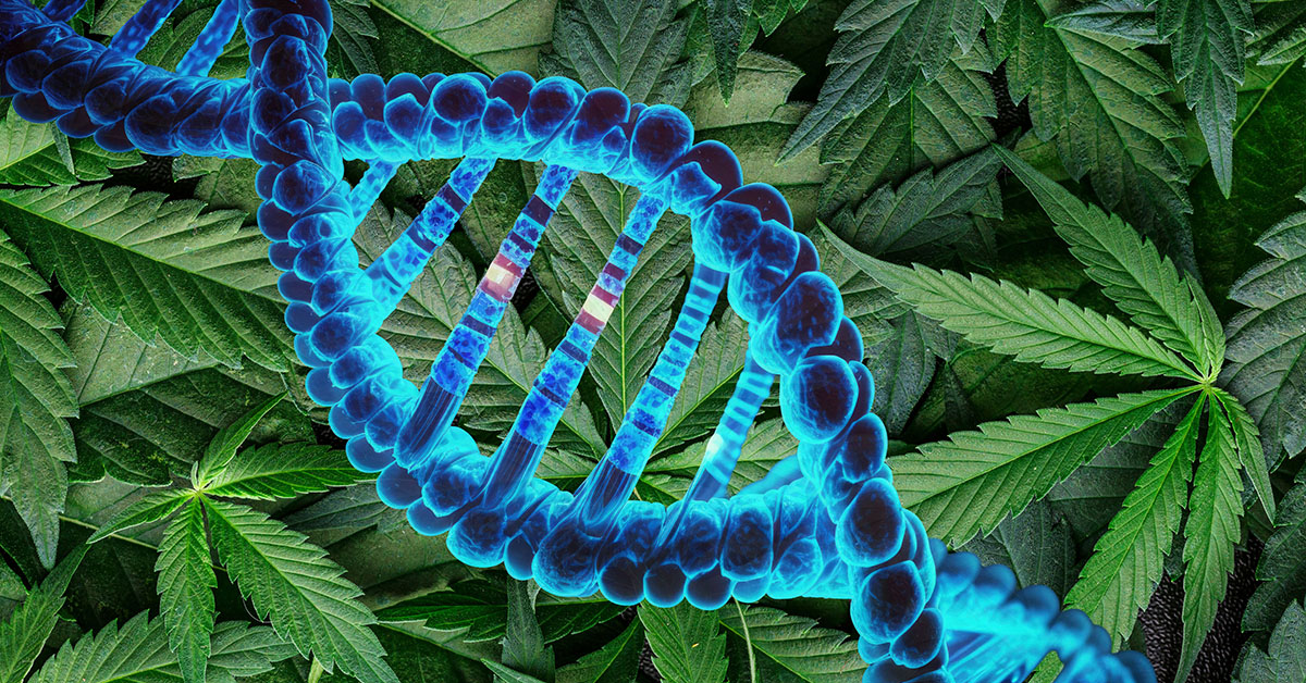 Large Genetic Study Links Cannabis Use to Psychiatric, Cognitive and Physical Health