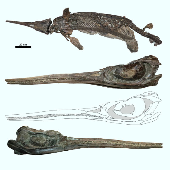 The skeleton and skull of Xiphodracon goldencapensis. Image credit: Dean Lomax.