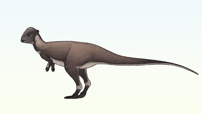 New Species of Dome-Headed Dinosaur Identified in Montana