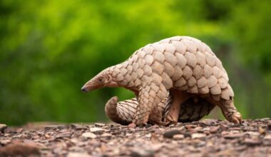 Pangolin’s plight: Photo book spotlights the world’s most trafficked mammal