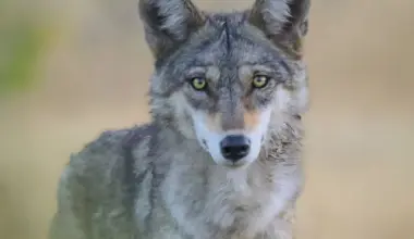 an image of indian wolf photo wikimedia commons
