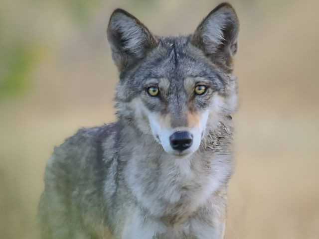 an image of indian wolf photo wikimedia commons