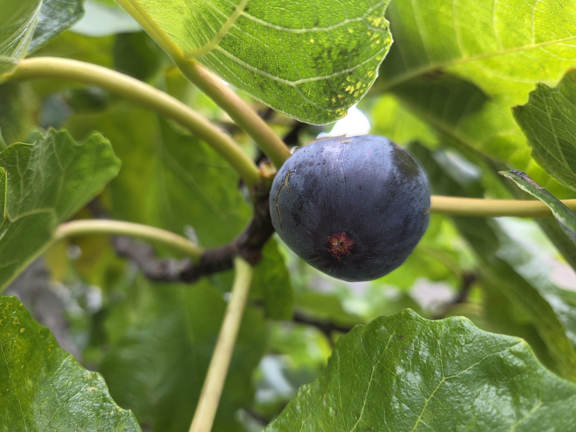 Fig shot by Galaxy S25 Plus