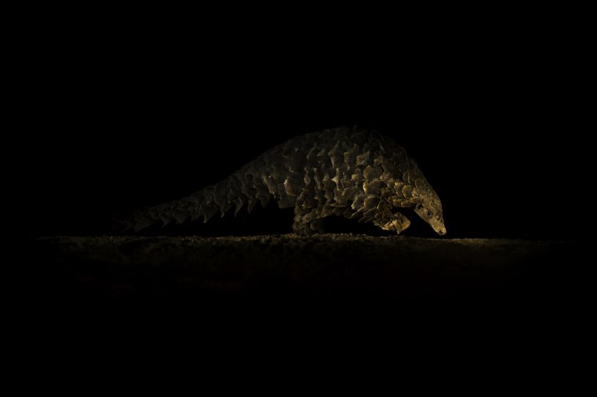 Tristan Dicks’ photo of a Temminck’s pangolin, taken in South Africa, was the cover for the book. He used a telephoto lens to photograph the animal from a distance and avoid scaring it.