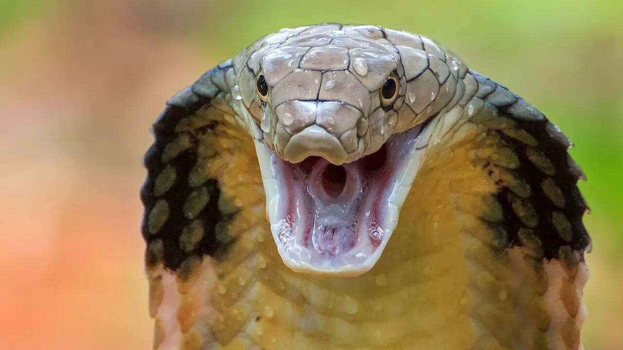 King cobra’s tactical hunting behaviour