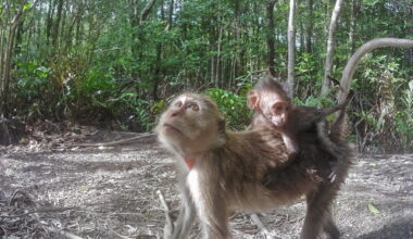IUCN upholds long-tailed macaques’ endangered status after complaint