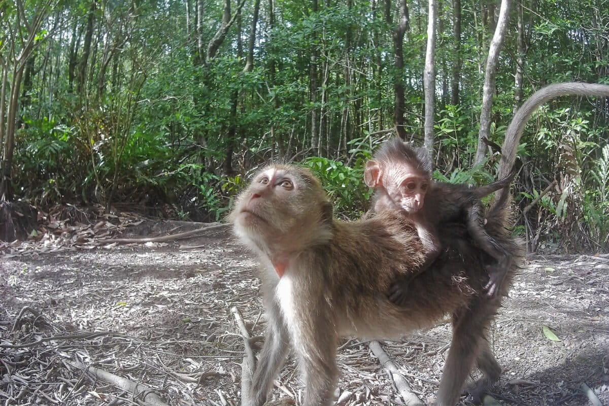 IUCN upholds long-tailed macaques’ endangered status after complaint