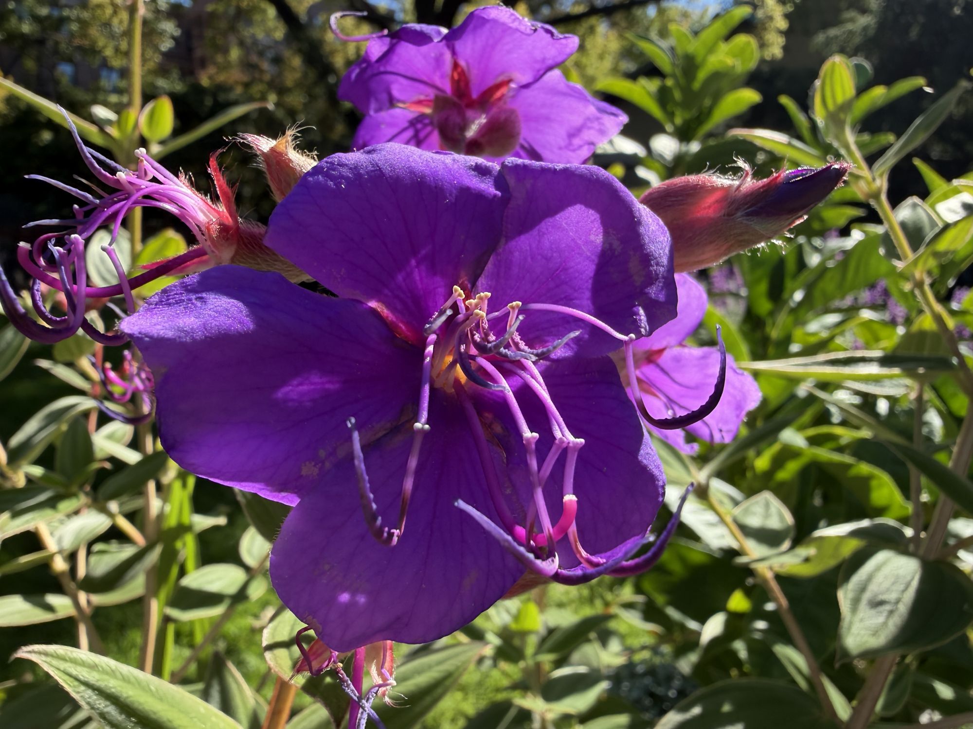 Apple iPhone 17 Pro Max macro sample.