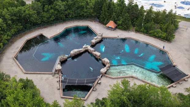 Animal rights advocates urge Ontario to seize belugas, fearing Marineland may euthanize them