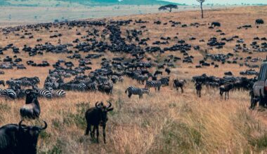 Human Movement Across The Planet Human Movement May Outweigh That Of All Wild Land Animals Combined 40 Times Over