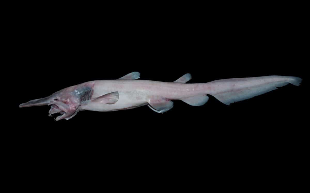 Mitsukurina Owstoni, Goblin Shark. Credit Julian Finn