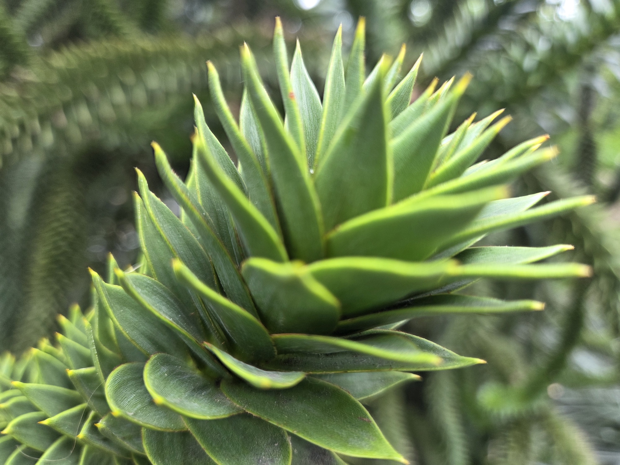 Leaf shot by Galaxy S25 Plus