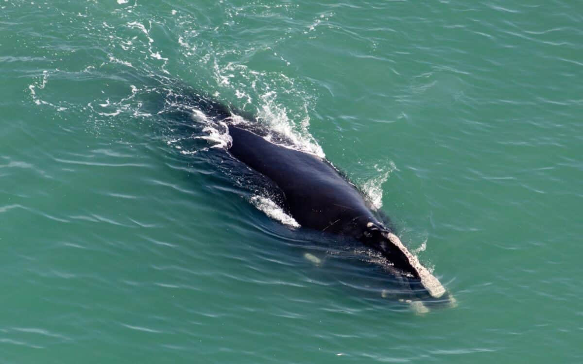 North Atlantic Right Whale